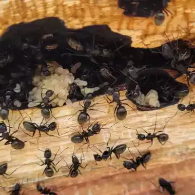 carpenter ants on wood