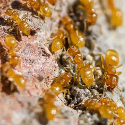 citronella ants on a brick wall
