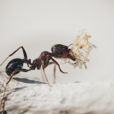 odorous house ant carrying food
