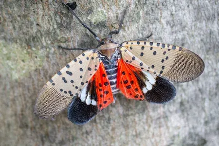 spotted lanternfly on a tree