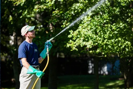 spraying trees