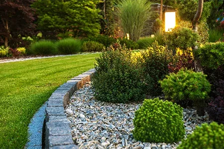 trees and shrubs