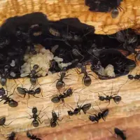 Carpenter Ant