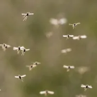mosquito