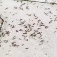 ants