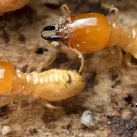 termite