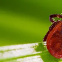 tick
