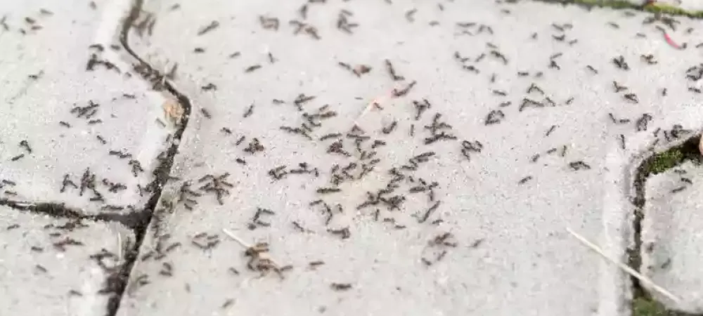 ants