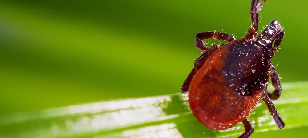 tick