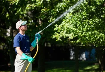 spraying trees