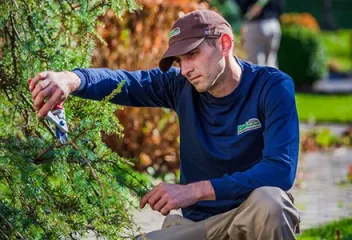 pruning a tree