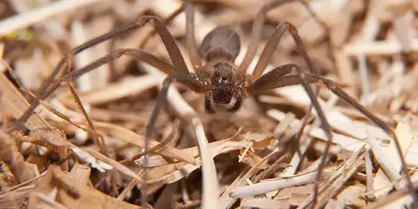 brown recluse