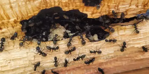 Carpenter Ant