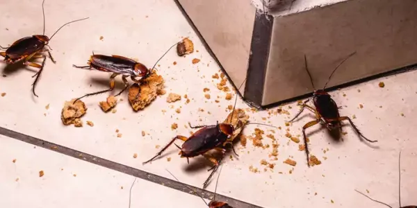 cockroaches