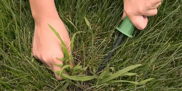 crab-grass