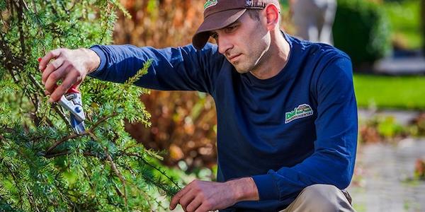 Dormant Pruning