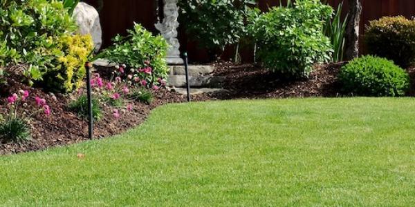 lawn