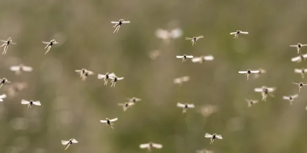 mosquito
