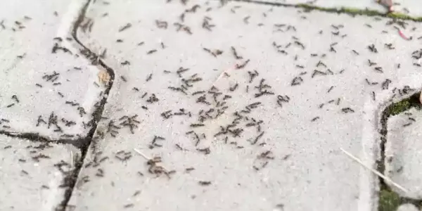 ants