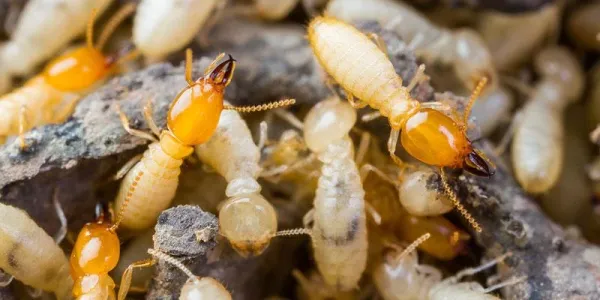 termite