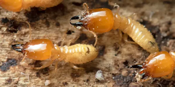termite