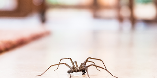 spider