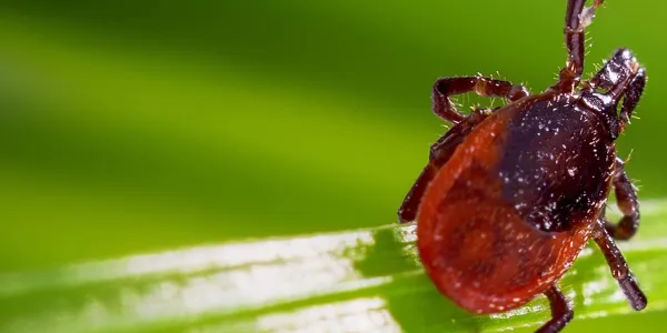 tick