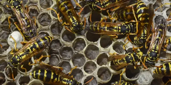 wasp