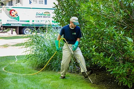 technician deep root feeding