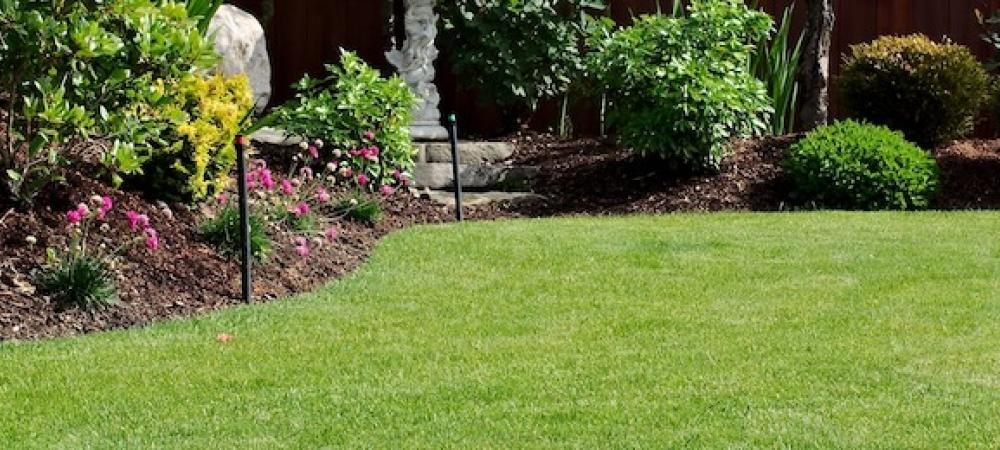 lawn