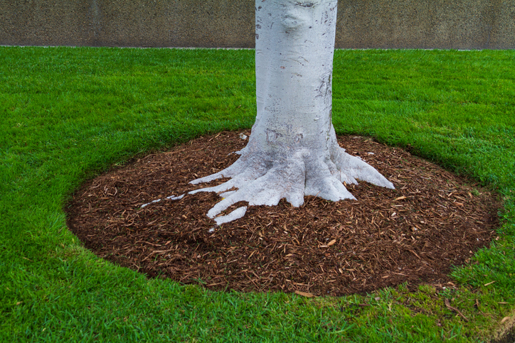 Image of Shredded bark mulch around a tree