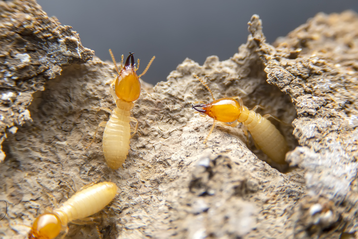 Who Pays for the Termite Inspection, the Buyer or the Seller? - Dial